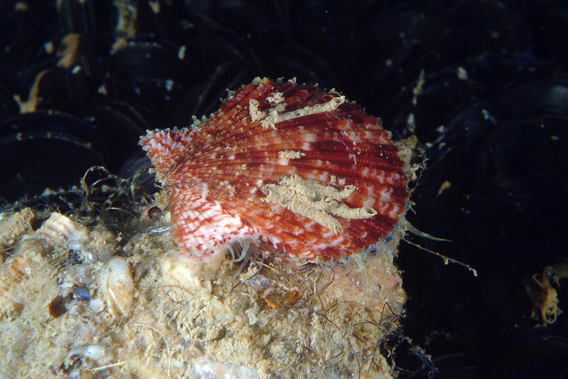 Chlamys opercularis